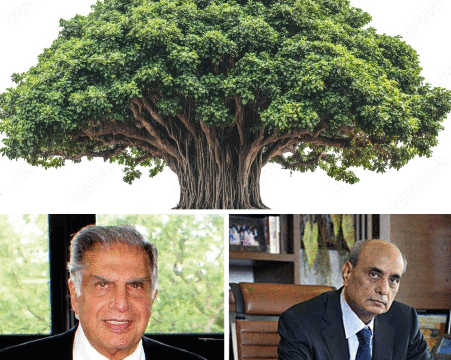 Family Tree: The Living Legacy of Generational Business | The Banyan Tree Model